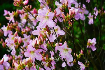 Rhododendron flower blooms in a spring garden.