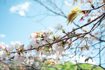 桜と空