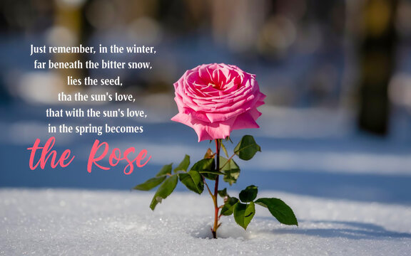 A vivid pink rose blooms from snow, its layered petals glowing. Amid frozen trees, a quote whispers of hope and spring’s rebirth - Powered by Adobe
