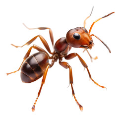 Fototapeta premium Red Ant Macro Photography HighResolution Insect Image on transparent background