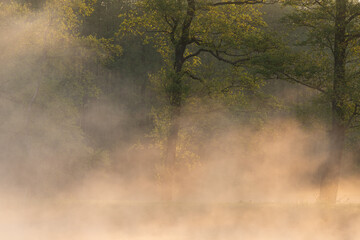 Piękny wiosenny poranek nad wodą we mgle. © Elżbieta Kaps