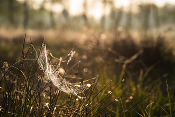 Wiosenna łąka w rosie o wschodzie słonca. © Elżbieta Kaps