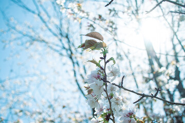 桜と光