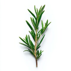 Obraz premium Fresh Rosemary Sprig on White Background - Culinary Herb, Aromatic Ingredient, Cooking Essential, Isolated Still Life, Flavorful, Natural, Green