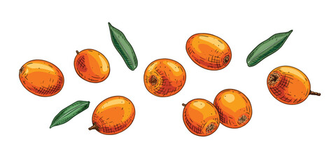 Hand drawn fresh sea buckthorn. Berries and leaves sea buckthorn. View from different angles. Vector illustration in retro style isolated on white background.