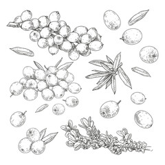 Hand drawn fresh sea buckthorn. Set sketches with sea buckthorn on a branch, with berries, leaves and flowers. Vector illustration isolated on white background.