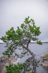 tree on the shore