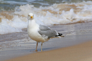 Large White and Grey Seagull on the Beach – Larus argentatus on Shore