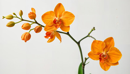 Le charme des orchidées