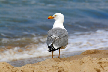 Mature Seagull on Shoreline with Breaking Waves – Herring Gull in Natural Habitat