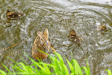 Mallard duck with ducklings swimming in rippling pond surrounded by greenery