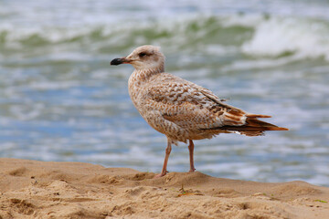Wild Young Herring Gull (Larus argentatus) at the Water’s Edge – Birdwatching in Poland