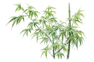 Fototapeta premium Bamboo plant white background freshness.