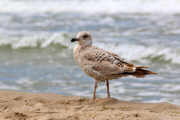 Close-Up of Immature Herring Gull Walking Along the Baltic Shore &ndash; Coastal Avian Wildlife