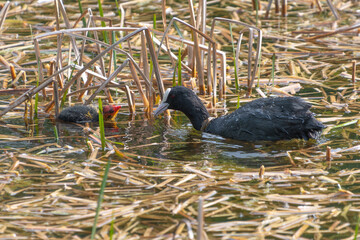 Coot and chick interacting in pond amidst reeds