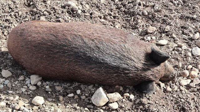Cochon noir en train de se reposer sur le c&ocirc;t&eacute; en gros plan