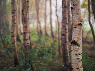Birch tree in focus, forest in a mist out of focus. Calm and relaxing nature scene. Fog in a park. Nobody.
