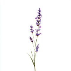 Watercolor Lavender Sprig Isolated on White - Delicate Floral Illustration for Botanical Designs and Artistic Projects (Single Stem, Purple Flowers)