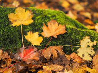 Yellow fallen leaves on rock covered with green moss in a forest park. Fall or autumn colors scenery. Nobody. Selective focus.