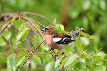 Colorful Male Chaffinch (Fringilla coelebs) Perched on Birch Tree Branch in Lush Green Forest – Close-Up Wildlife Photography