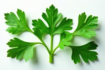 Fresh parsley leaves arranged in a decorative pattern , photography, arrangement, rustic