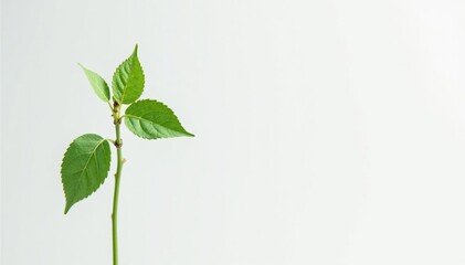 Fototapeta premium Single, delicate sapling against pure white backdrop , photography, botany, isolated