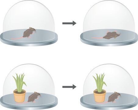 The experiment of Joseph priestley. Mouse and plant experiment on oxygen. Plant photosynthesis. Photosynthesis event in plant experiment.
