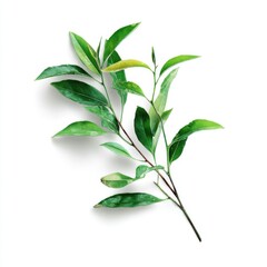 Fototapeta premium Fresh Green Leaves Branch on White Background - Botanical Illustration, Natural Element, Minimalist Aesthetic, Studio Shot, Isolated