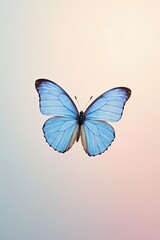 Obraz premium A Serene Blue Butterfly on a Soft Gradient Background, a Symbol of Transformation and Grace