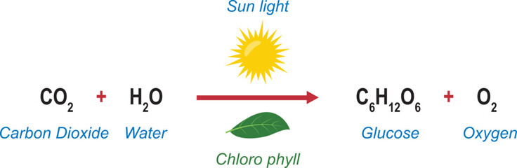 Photosynthesis equation - photosynthesis formula. Biology Education Chart. diagram. vector illustration.
