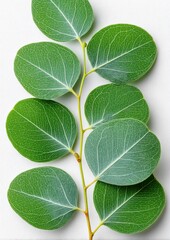 Close-up of fresh eucalyptus leaves with vibrant green color on white background