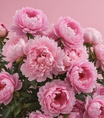 Dense cluster of pink peonies against a soft pink backdrop , spring, delicate