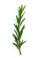 Fototapeta premium Isolated sprig of rosemary on white background, fragrant, plants, herbaceous