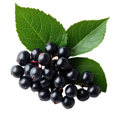 Elderberries and Leaves: A cluster of ripe, dark elderberries nestled amongst vibrant green leaves, capturing the essence of natural abundance and potential health benefits.