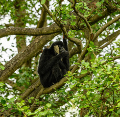 northern white-cheeked gibbon (Nomascus leucogenys) male on a tree