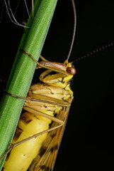 scorpionfly (Mecoptera) in detail on grass