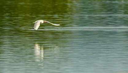 black-headed gull (Chroicocephalus ridibundus) in flight over water