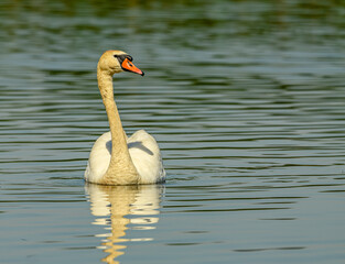 mute swan (Cygnus olor) swimming