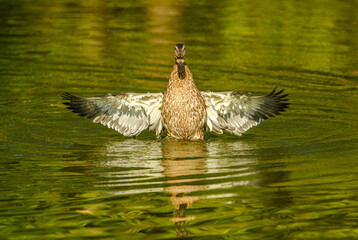 mallard wild duck (Anas platyrhynchos) female stretching wings in water
