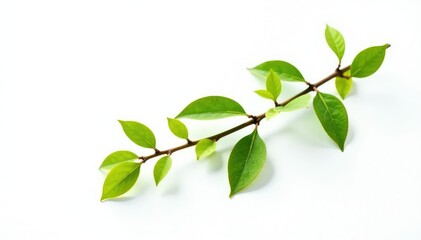 Fototapeta premium Single branch with small leaves isolated on white background, foliage, small branch, pure shape