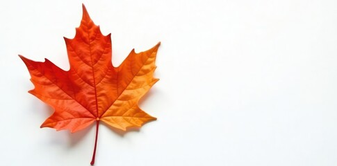 Single large maple leaf against white background, leaf shapes, maple