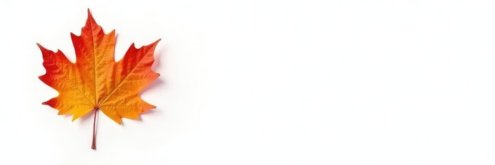 Obraz premium Single maple leaf isolated on white background, flora, tree leaves, foliage