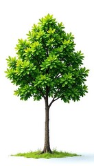Single tree against a bright white background, branches, isolated