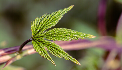 Hops leaf