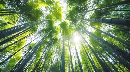 Exploring a Lush Bamboo Forest: Tall, Verdant Stalks Reaching Towards the Sunlit Sky, Creating a Serene and Tranquil Atmosphere of Natural Beauty, Perfect for Relaxation and Contemplation.