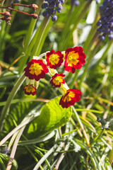 Primrose. Spring flowers on a sunny April day. Close-up of the plant.