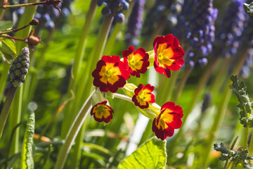 Primrose. Spring flowers on a sunny April day. Close-up of the plant.