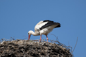 Storch im Nest