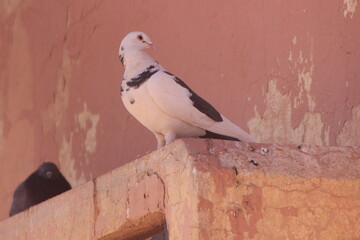 White and black pigeon standing on a building
