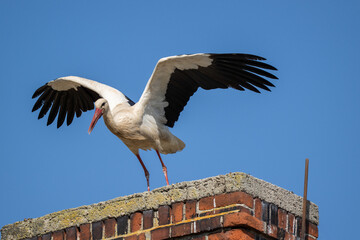 Storch startet vom Dach